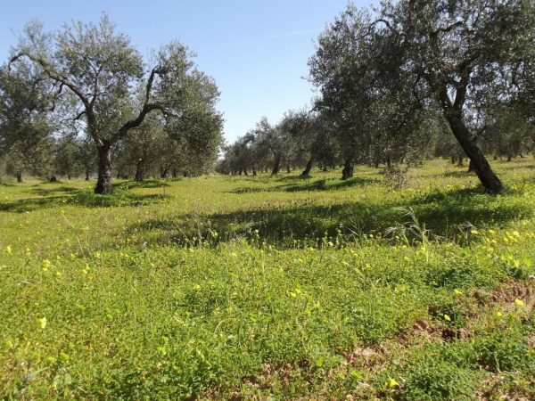 Ελιά : Οι εχθροί και οι ασθένειες της εποχής