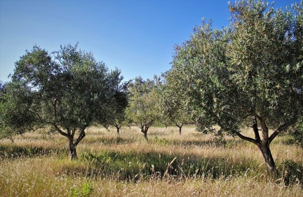 Καλλιεργητικά μέτρα για τις ασθένειες και τους εχθρούς της εποχής