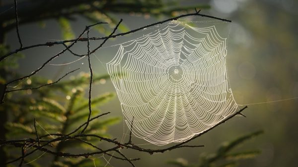 Τεχνητή νοημοσύνη καταφέρνει να «ακούσει» τις δονήσεις των ιστών της αράχνης