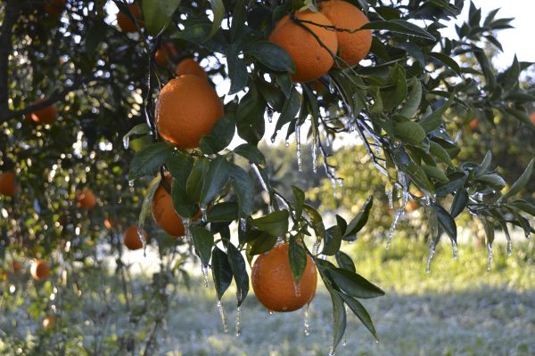 Καταβολή σήμερα των προκαταβολών αποζημιώσεων παγετού