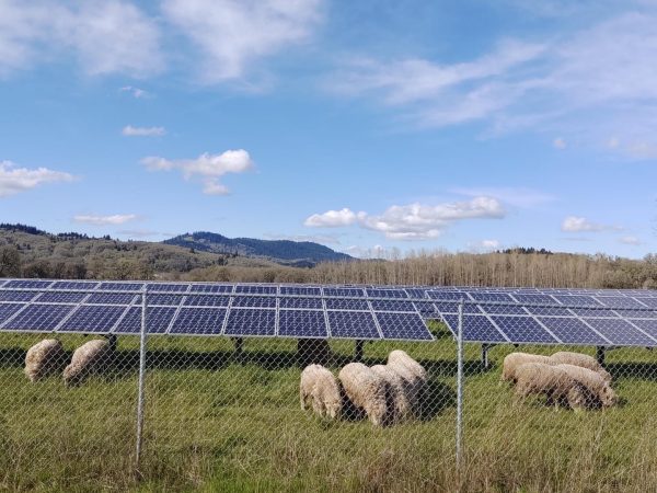 Σχέδιο για τοποθέτηση φωτοβολταϊκών πάρκων σε βοσκοτόπια