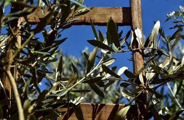 Ισπανία: Κινδυνεύουν οι ελιές εξαιτίας του καύσωνα