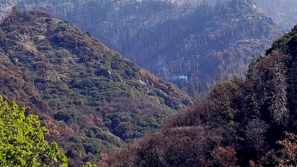 Γιγάντιο δέντρο σεκόγια στην Καλιφόρνια καίγεται από πέρυσι το καλοκαίρι