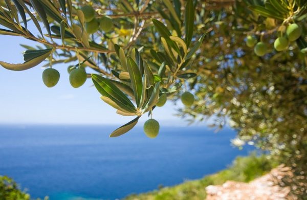 Δύσκολη χρονιά για την πράσινη ελιά της Χαλκιδικής