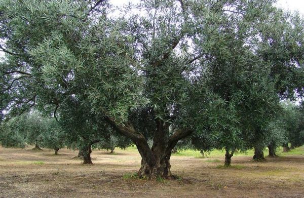 Αιγαίο: Καταγράφονται τα ελαιόδεντρα για να διασωθούν