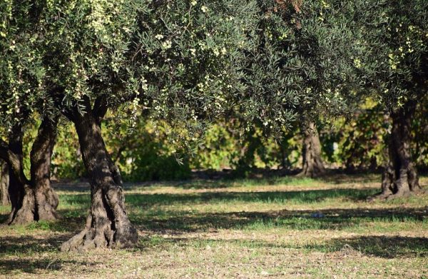 Σε λειτουργία η πλατφόρμα για την παρακολούθηση του δάκου