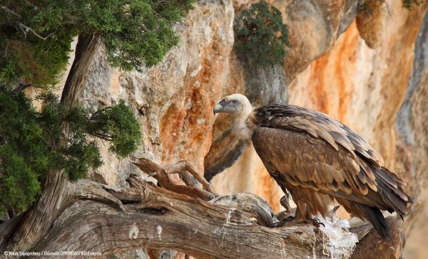 Μια αλυσίδα θανάτου… 