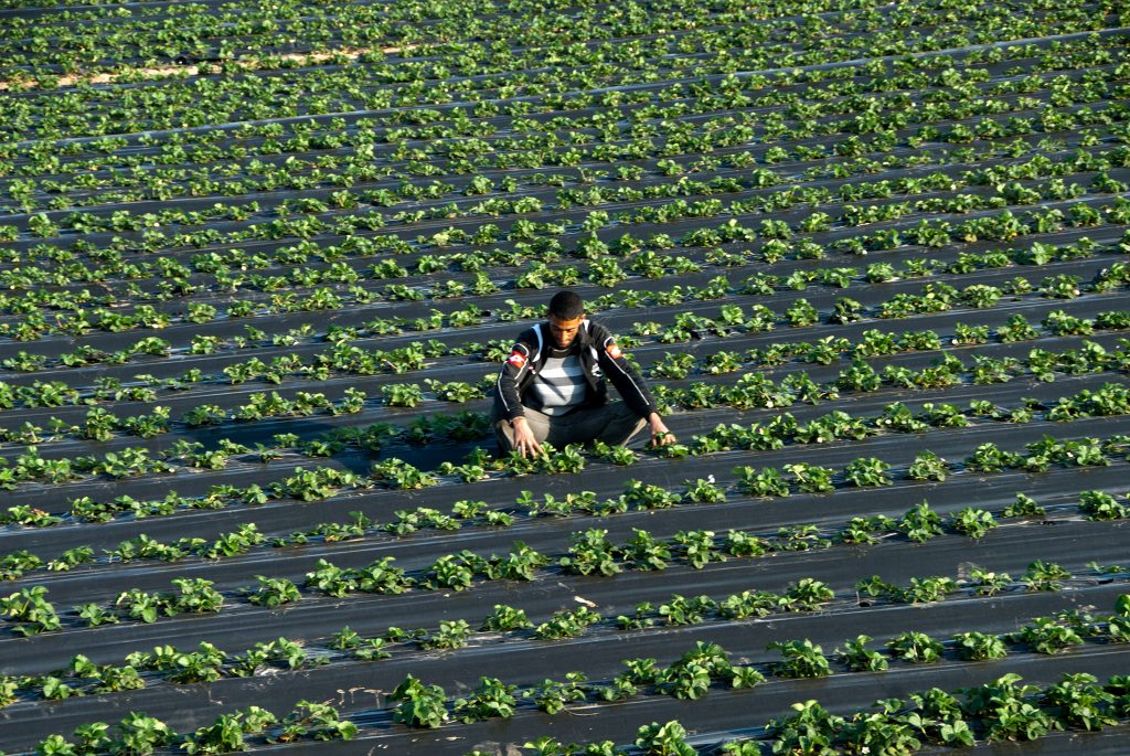 Αύξηση 5,7% στον δείκτη τιμών εισροών – εκροών Ιουνίου σε γεωργία – κτηνοτροφία