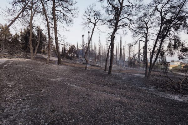 Αναδασωτέες όλες οι καμένες εκτάσεις εντός 30 ημερών