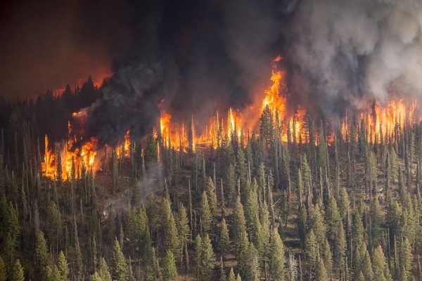 Athens Observatory – Recent fires in Attica burned 16% of its forests