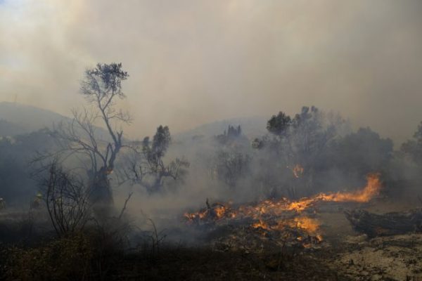 Λέκκας – Περίπου 500.000 στρέμματα καταστράφηκαν – Εφιαλτικός ο Αύγουστος