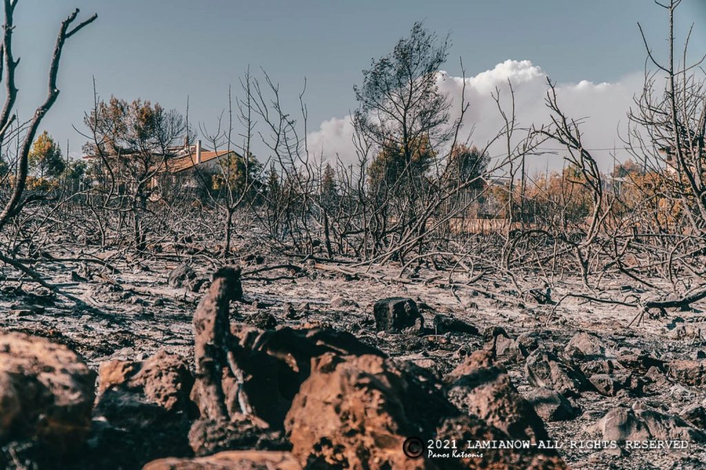 Ομολόγησε ο 14χρονος για τις φωτιές στον Θεολόγο – Έβαζε φωτιές με αναπτήρα