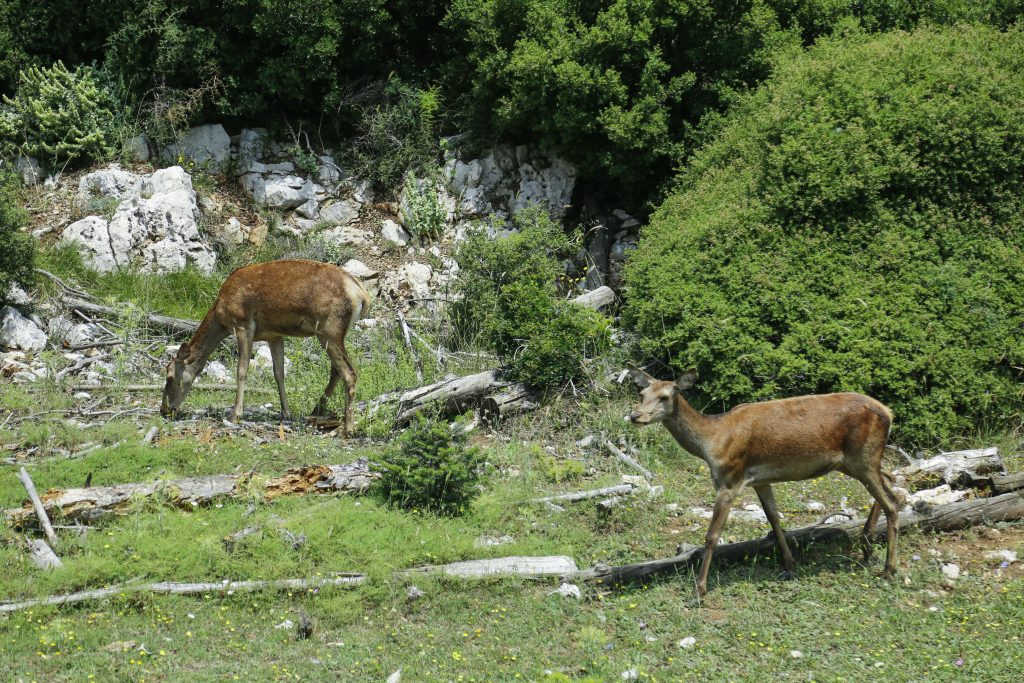 Πάρνηθα – Ένας ανεκτίμητος θησαυρός χλωρίδας και πανίδας που απειλείται διαρκώς