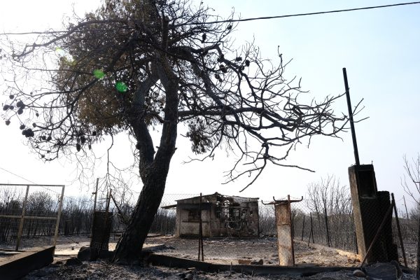 ΚΕΔΕ – Ανοίγει ειδικό λογαριασμό με 500.000 ευρώ για αναδασώσεις