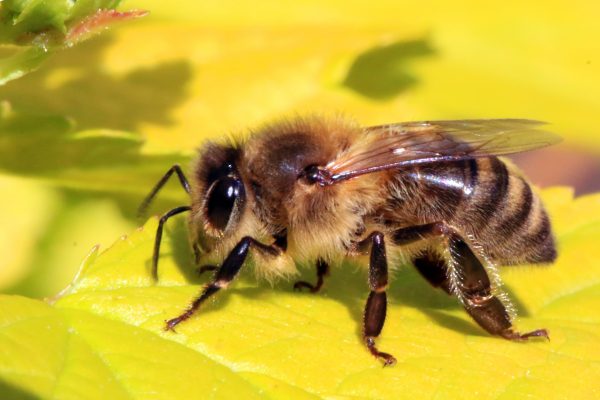 “Save the bees and farmers”