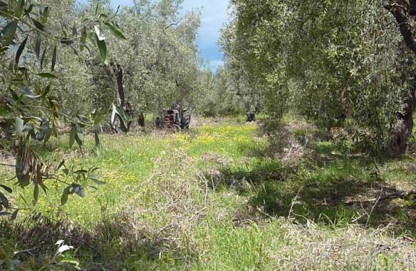 Άτυπο συμβούλιο υπουργών Γεωργίας ΕΕ – Τι θα συζητηθεί