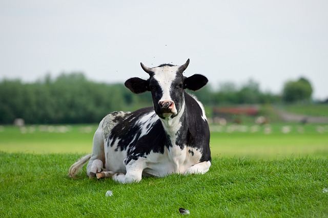 Ολλανδία – Η κτηνοτροφία στο «στόχαστρο», λόγω κλιματικής κρίσης