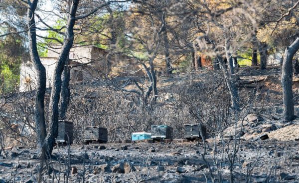 e-ΕΦΚΑ – Δύο ευεργετικές ρυθμίσεις για πυρόπληκτους της Εύβοιας