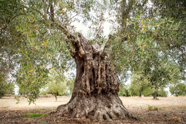 Υιοθεσίες ελαιόδεντρων και μουσικές των δέντρων