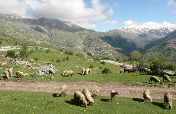 Τι αλλάζει στην κατανομή βοσκοτόπων