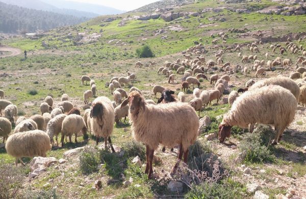 ΣΕΚ – «Δημιούργησε αδικίες η ΚΥΑ για τα βοσκοτόπια»