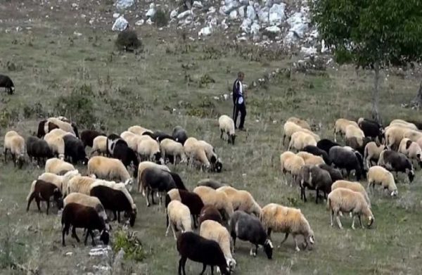 Απογραφή ζωικού κεφαλαίου – Ποιοι και γιατί πρέπει να βιαστούν