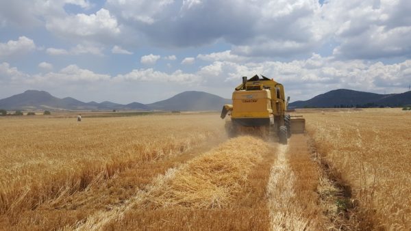 Αθηναϊκή Ζυθοποιία – Το αποτύπωμα της συμβολαιακής γεωργίας κριθαριού