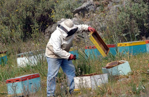 Λιβανός – Πώς θα προστατευθεί το ελληνικό μέλι από παράνομες «ελληνοποιήσεις»