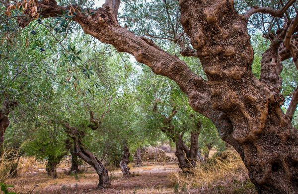 Ελιά – Η βερτισιλλίωση και οι τρόποι αντιμετώπισης – Τα συμπτώματα