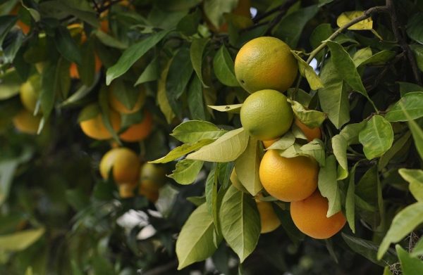 Σχέδιο-πρόταση ένταξης εσπεριδοπαραγωγών στο πρόγραμμα ΚΟΕ