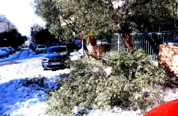 Δήμος Αθηναίων: Αποζημιώνει τους ιδιοκτήτες οχημάτων που υπέστησαν ζημιές από πτώσεις δέντρων