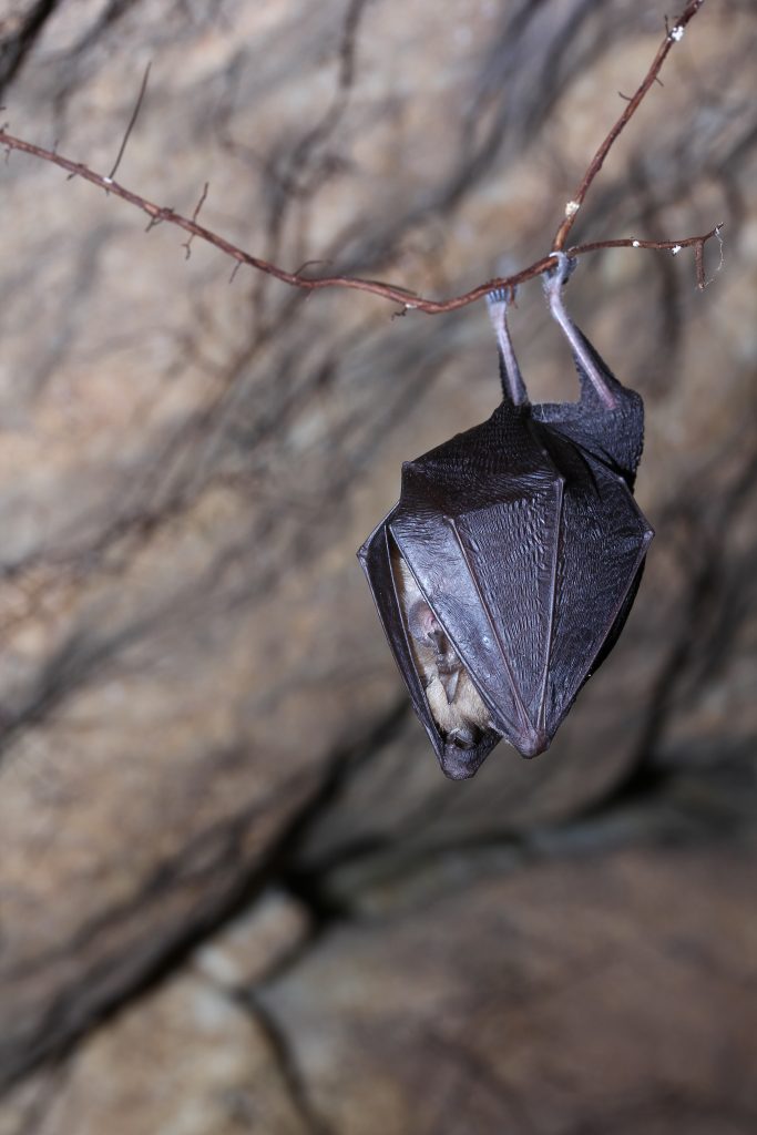 Greece creates 5,000 artificial bat shelters