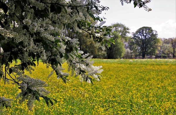 Ποια είναι η συμβολή της ΚΑΠ στην ανάπτυξη των αγροτικών περιοχών