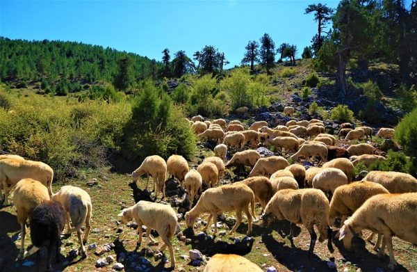 Αιγοπροβατοτροφία: Πρόγραμμα συμβουλευτικής υποστήριξης για κτηνοτρόφους