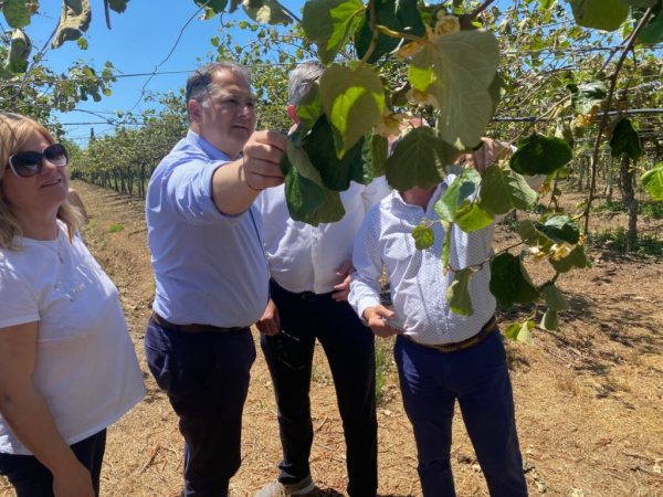 Γιώργος Στύλιος: Άμεσα η εκτίμηση των ζημιών στα ακτινίδια