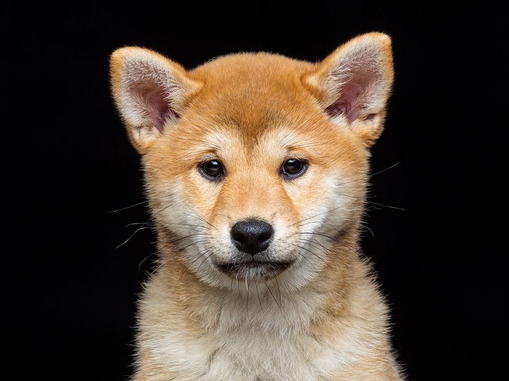 Shiba Inu: Δεν αρκούν μόνο φήμες για τη σωτηρία του