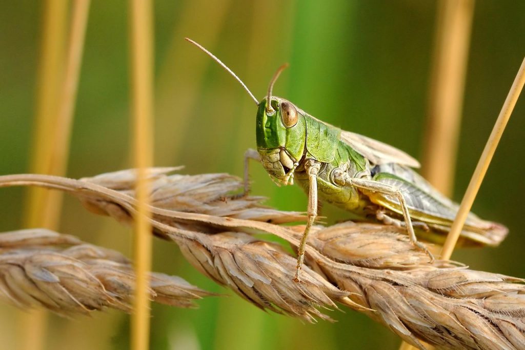 Locusts devastate crops in Rhodope