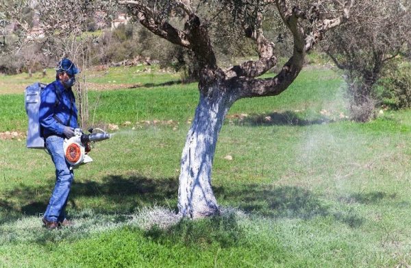 Ελιά: Τι αλλάζει στο πρόγραμμα δακοκτονίας για το 2022