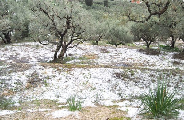 Φθιώτιδα: Σε απόγνωση οι ελαιοπαραγωγοί – Καταστράφηκαν από το χαλάζι