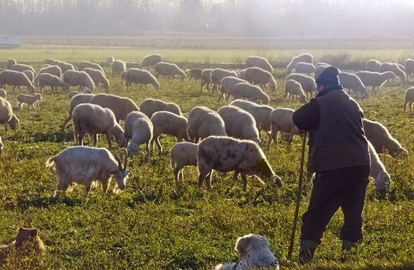 ΥΠΑΑΤ: Νέες αποφάσεις για τη στήριξη των κτηνοτρόφων