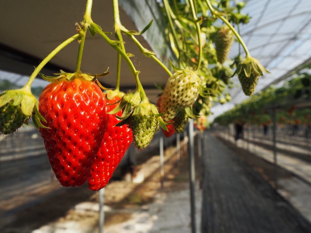 Serious lack of workhands on strawberry farms