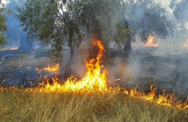 Ηλεία: Θα πάρει χρόνια η αποκατάσταση πυρόπληκτων ελαιώνων