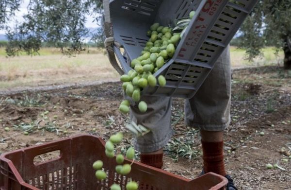 Ελαιόλαδο: Αποδεκατίζονται Ισπανία και Ιταλία – Πρωταγωνίστρια η Ελλάδα