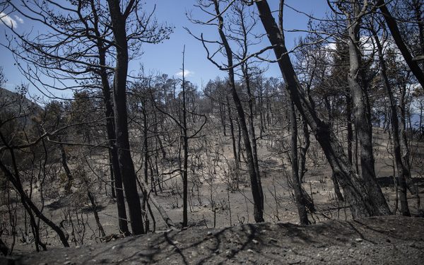 Αμυράς για Γεράνεια Όρη: Καμία ανεμογεννήτρια στις καμένες περιοχές – Η περιοχή κηρύχθηκε αναδασωτέα