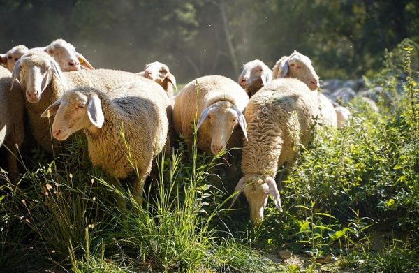 ΕΔΟΚ: Στη Σαουδική Αραβία ταξιδεύει το «Meet the European Lamb»