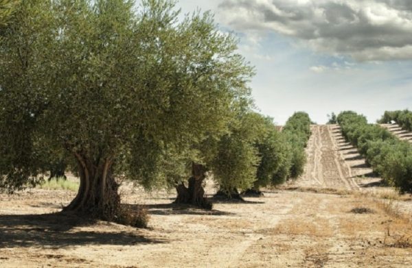 Ελιά: Σε ποιες περιοχές έγινε ομαδική καταπολέμηση του δάκου