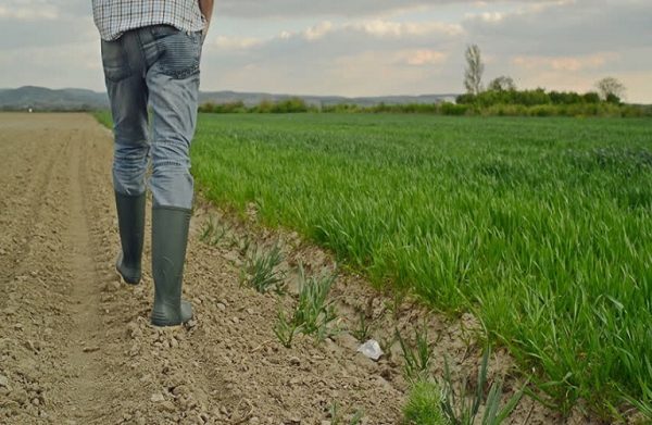 Εργάτες γης: Προς εκκαθάριση οι ασφαλιστικές εισφορές όσων αμείβονται με εργόσημο