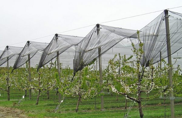 ΕΛΓΑ: Στα 27 εκατ. ευρώ η εγκατάσταση δικτύων χαλαζικής προστασίας