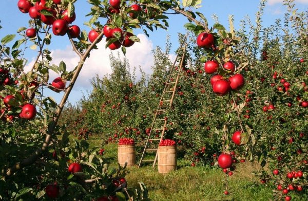 ΥπΑΑΤ: Αποζημιώσεις μηλοκαλλιεργητών – Ποιους αφορά