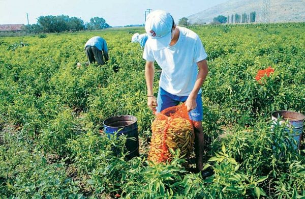 Συμβολαιακή γεωργία: Παρατείνεται η προθεσμία υποβολής συμβάσεων